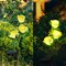 2 Pcs Solar Flowers LED Light Outdoor Garden Yard Stake Solar Flower Lights